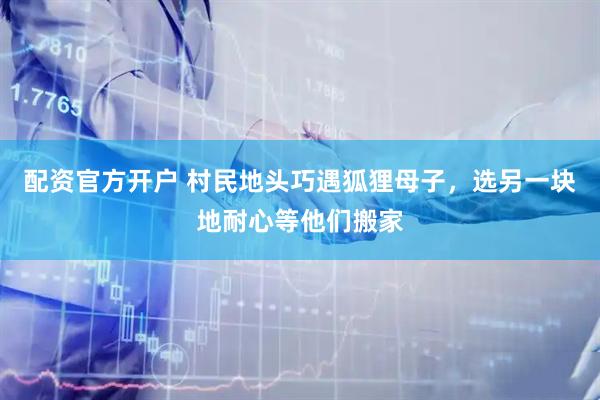 配资官方开户 村民地头巧遇狐狸母子，选另一块地耐心等他们搬家